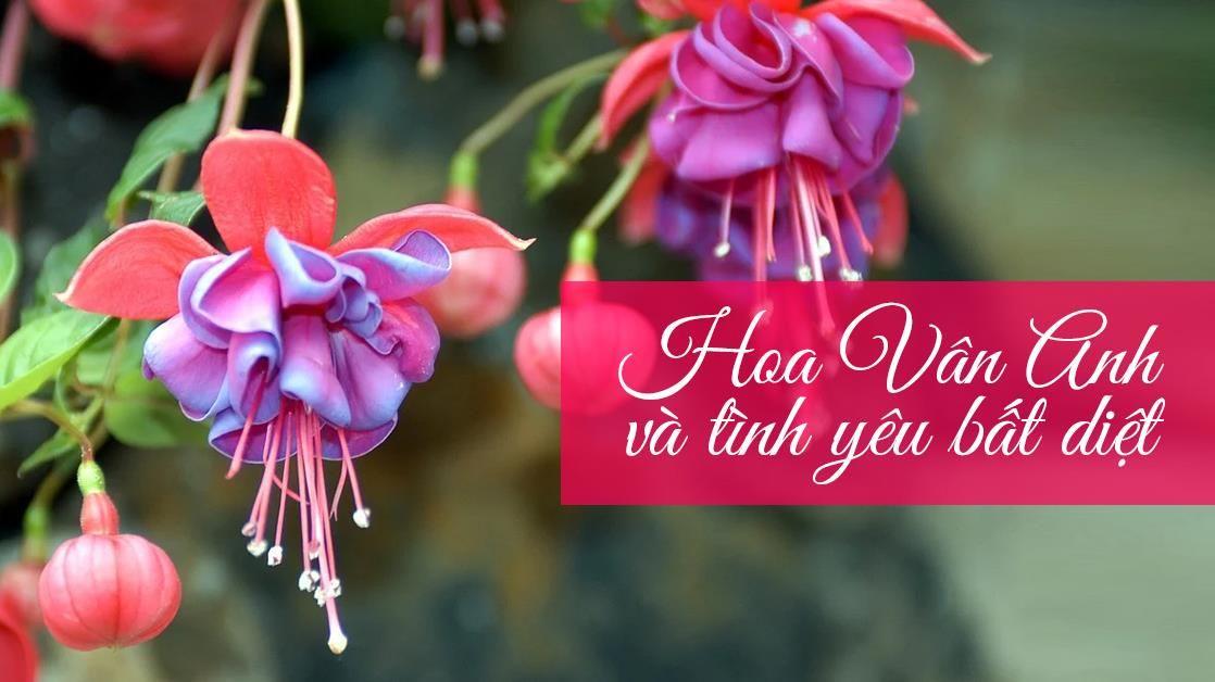 Hoa Vân Anh – loài hoa biểu tượng cho tình yêu