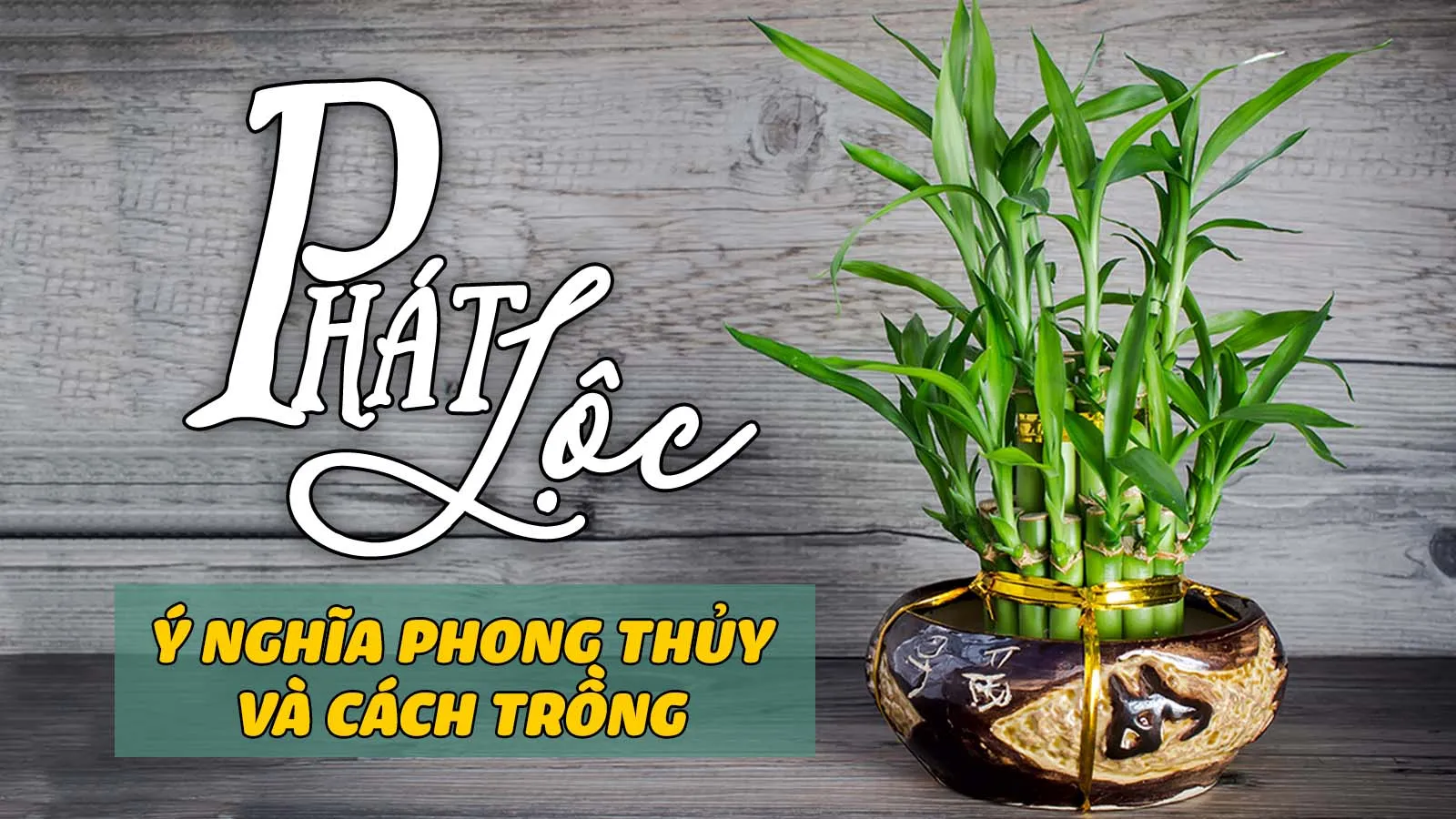 Ý nghĩa phong thủy, cách trồng cây phát lộc trong nhà