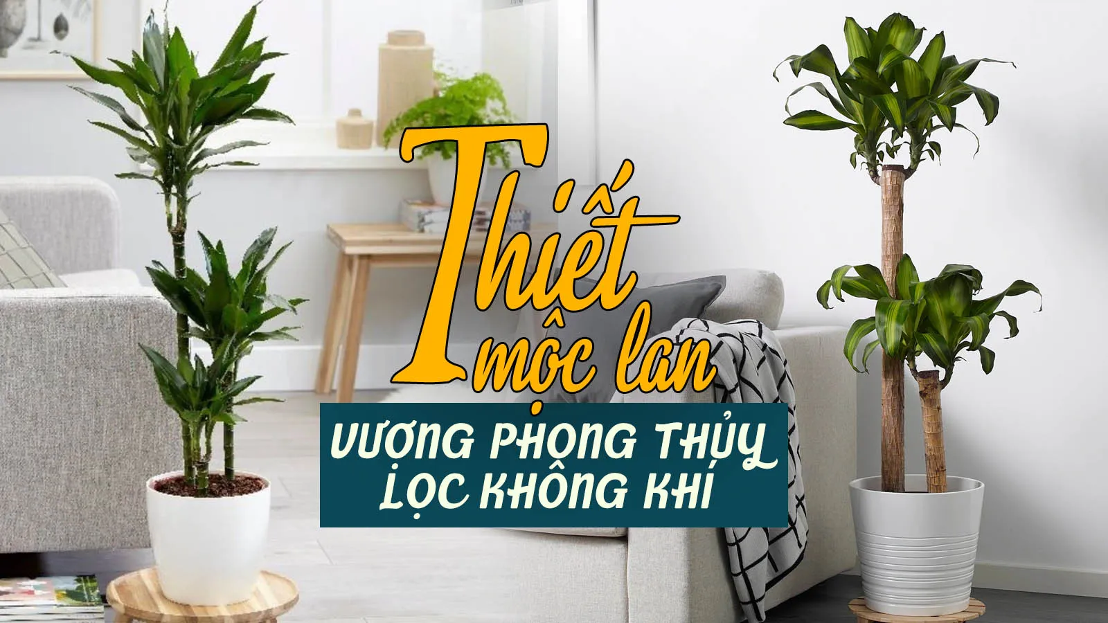 Ý nghĩa phong thủy, cách trồng thiết mộc lan ra hoa đúng dịp Tết