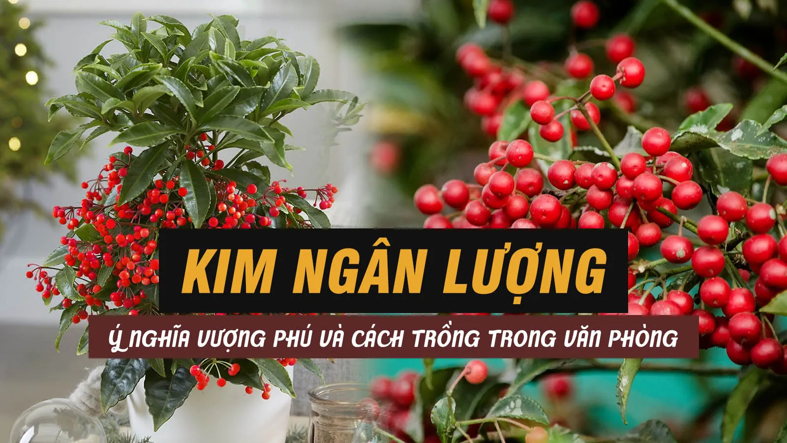 Cây Kim Ngân Lượng hợp mệnh nào, tuổi gì? Cách trồng bằng hạt