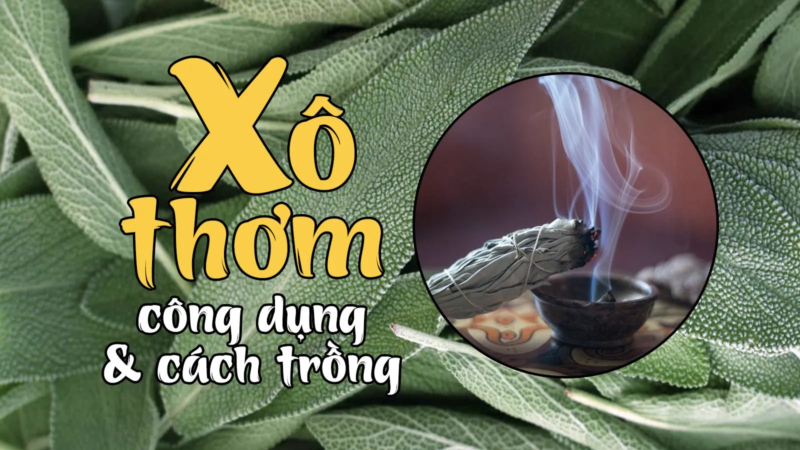 Cách trồng cây xô thơm, lá xô thơm xông nhà có tác dụng gì?