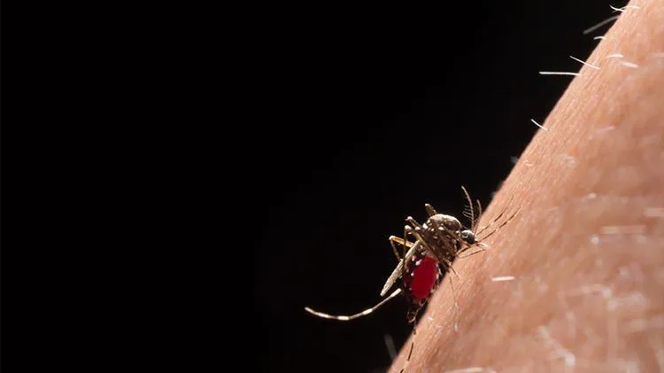 TPHCM có 2 điểm chủ động giám sát bệnh Chikungunya