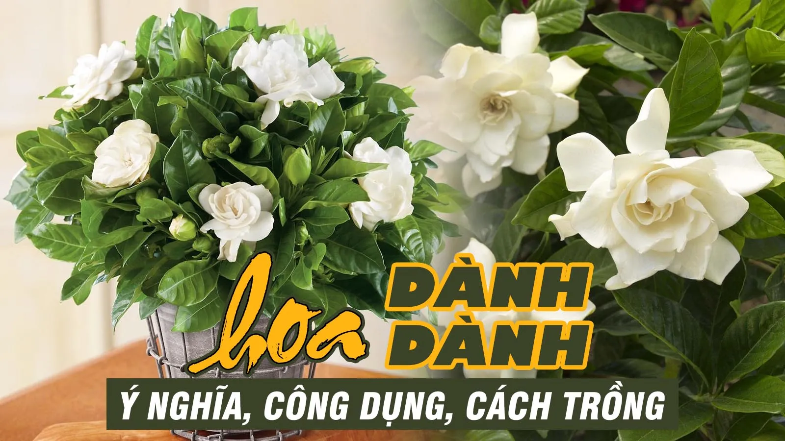 Ý nghĩa, cách trồng và chăm sóc cây hoa dành dành tỏa hương thanh lọc không khí