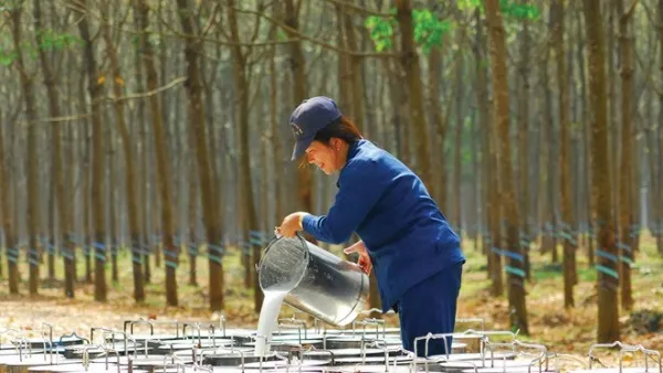 Giá cao su hôm nay 31/08/2020: Bật tăng mạnh tại sàn Osaka 