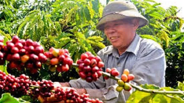 Giá cà phê hôm nay 02/09/2020: Giá cà phê thế giới tăng gần 3%, giá trong nước ổn định