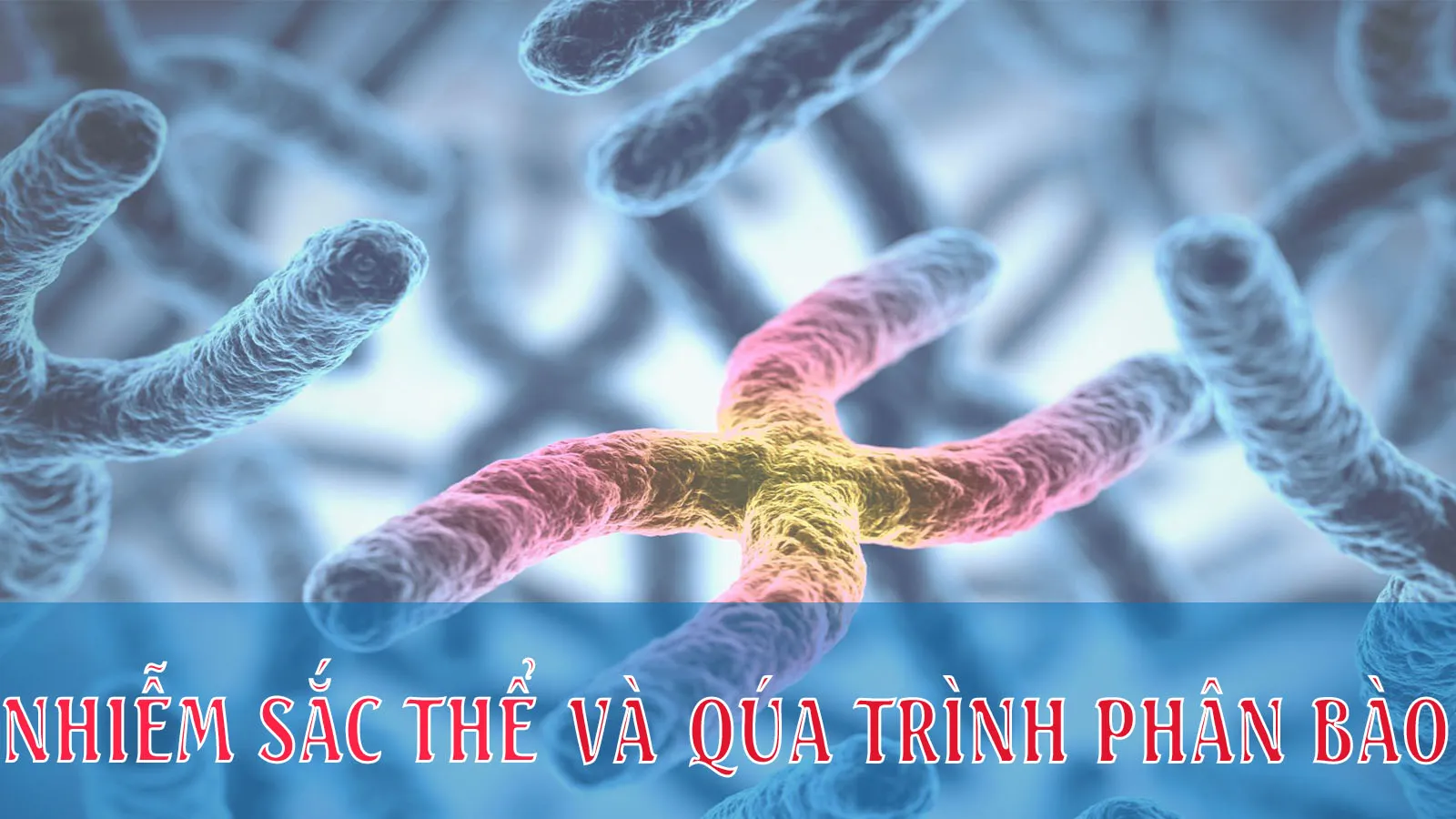 Nhiễm sắc thể (NST) - Cơ sở vật chất di truyền cấp tế bào