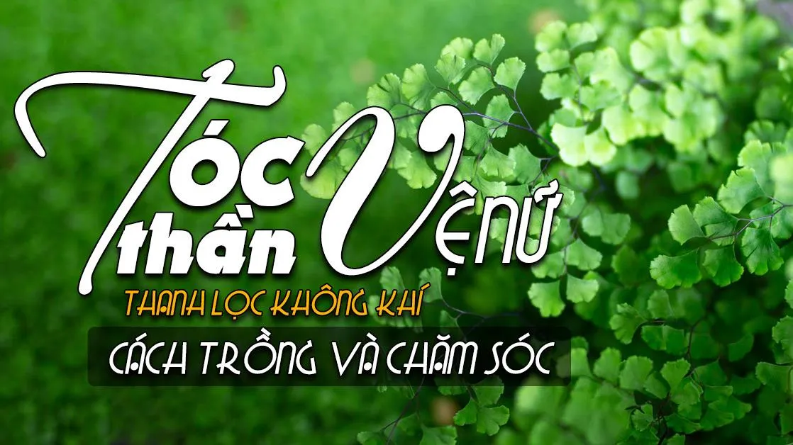 Cách chăm sóc cây tóc thần vệ nữ trong nhà thanh lọc không khí, ngon giấc mỗi đêm