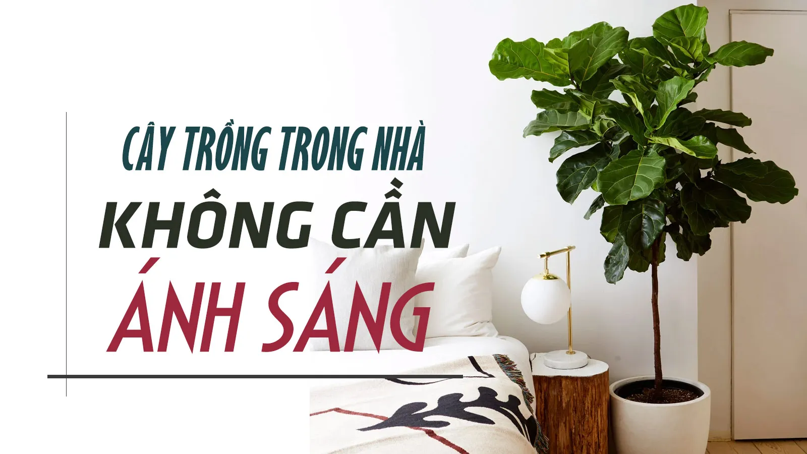 36 loài cây trồng trong nhà không cần ánh sáng, trồng thủy sinh và lọc không khí