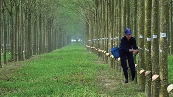 Giá cao su hôm nay 9/9/2020: Giá tại Osaka thấp nhất 2 tuần 