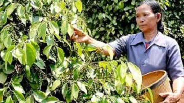 Giá tiêu hôm nay 9/9/2020: Chốt mốc cao nhất 50.000 đồng/kg