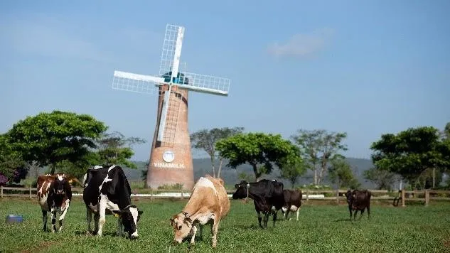 Hệ thống Trang trại bò sữa Vinamilk đạt mức tăng trưởng ấn tượng