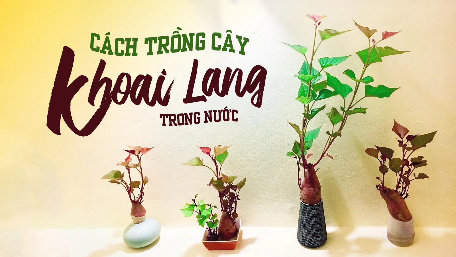 Cách trồng cây khoai lang cảnh trong nước cực dễ cho dân văn phòng trang trí bàn làm việc