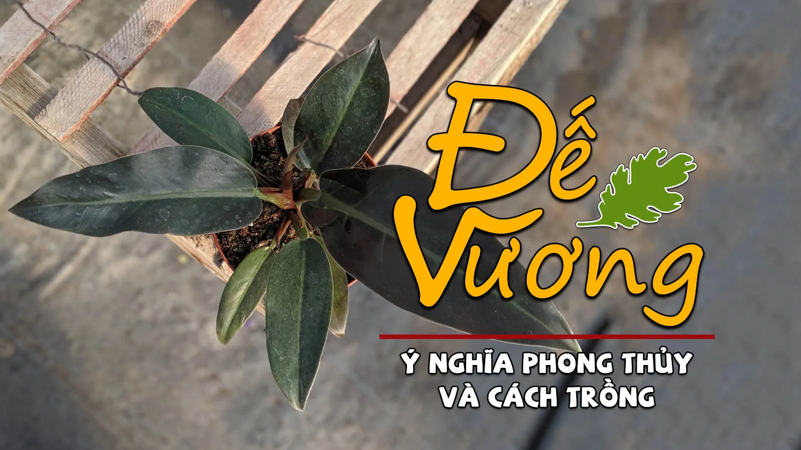 Ý nghĩa phong thủy, cách trồng và chăm sóc cây đế vương (trầu bà đế vương)
