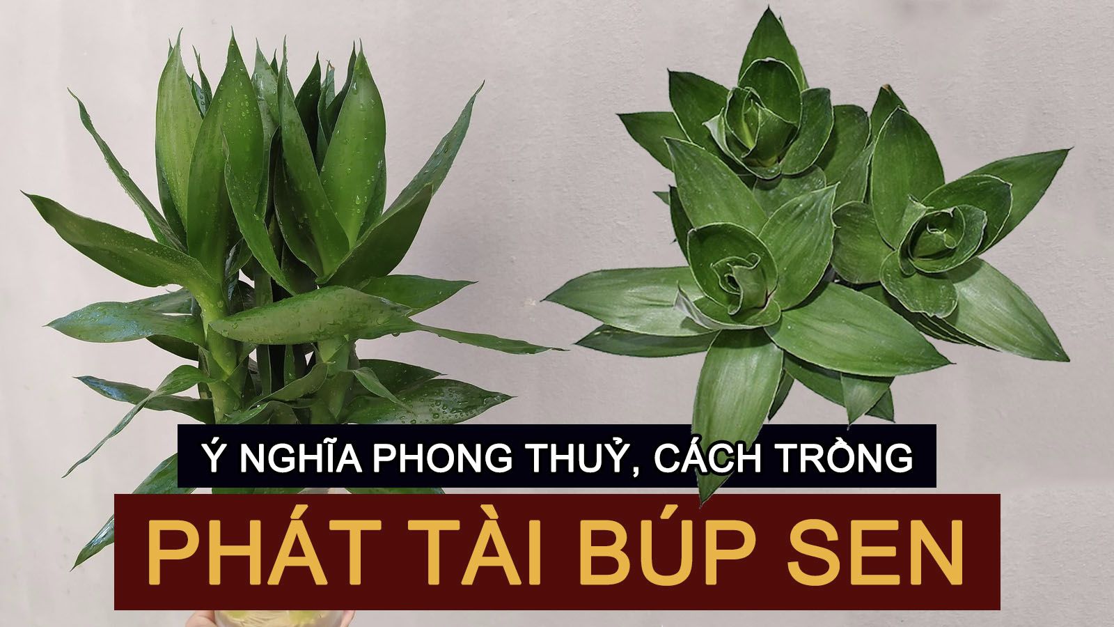 Ý nghĩa phong thủy, cách trồng phát tài búp sen vượng tuổi Mão, mệnh Kim, mệnh Mộc