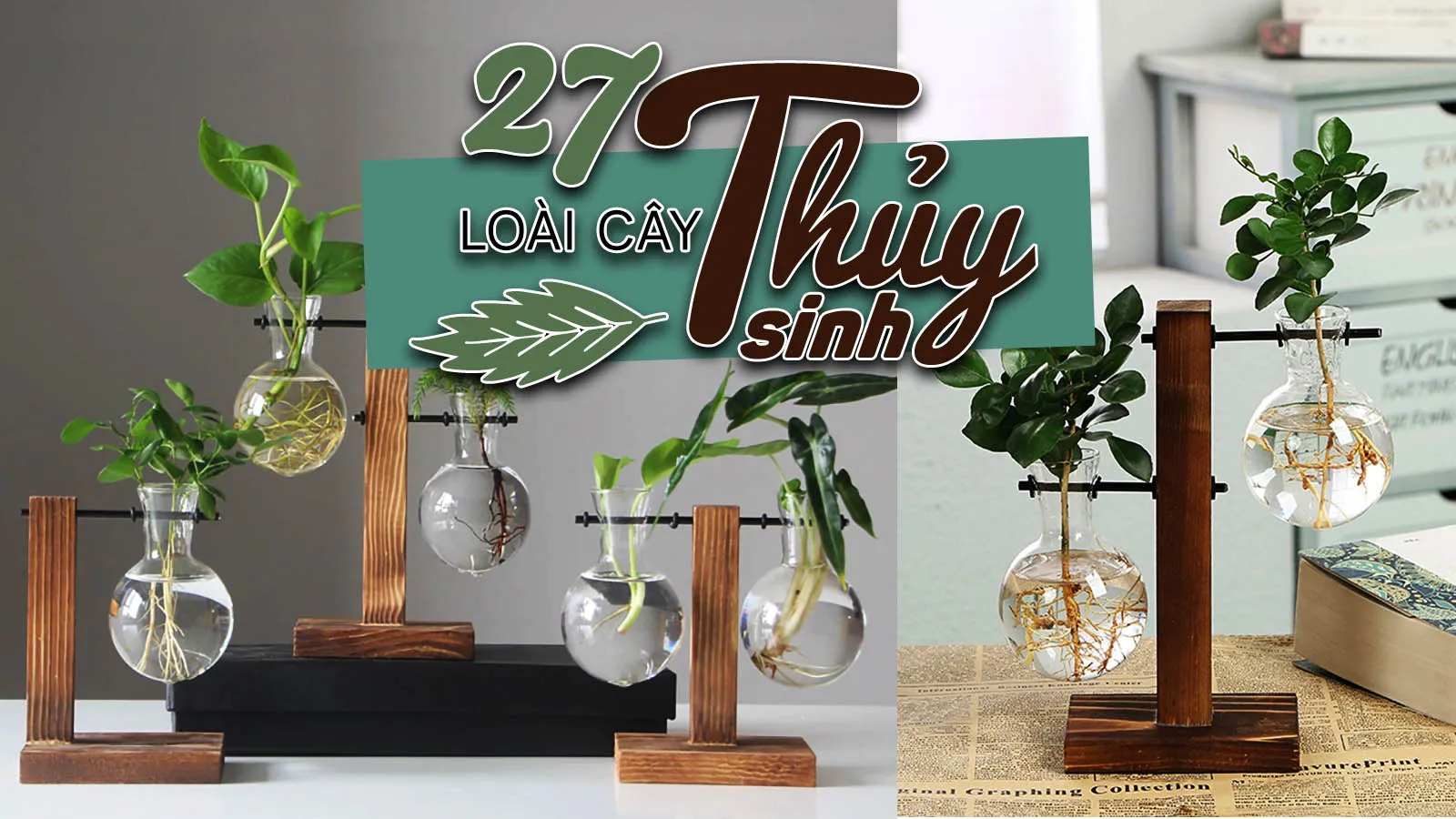 27 Loài cây trồng thủy sinh trong nhà dễ trồng, dễ sống trong nước, ít tốn công chăm sóc