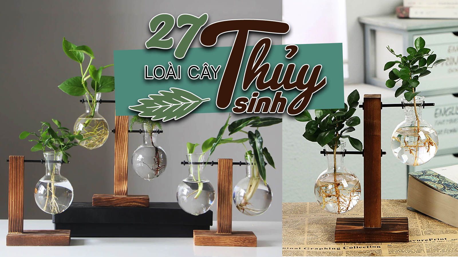 27 Loài cây trồng thủy sinh trong nhà dễ trồng, dễ sống trong nước, ít tốn công chăm sóc