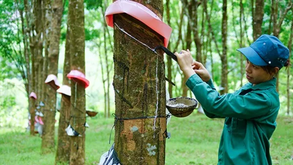 Giá cao su hôm nay 15/9/2020: Chuỗi tăng chưa dứt 