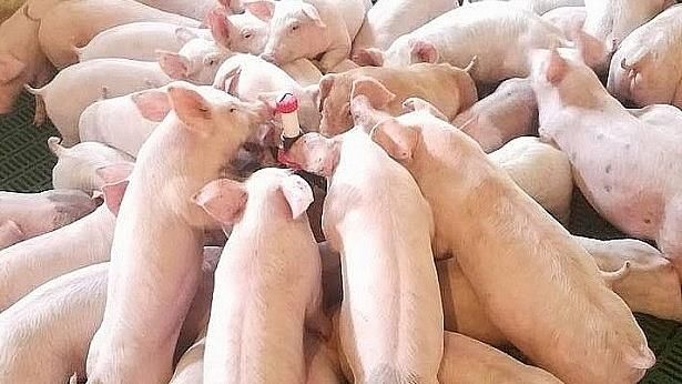 Giá heo hơi hôm nay 16/9/2020: 3 khu vực giá tương đồng nhau