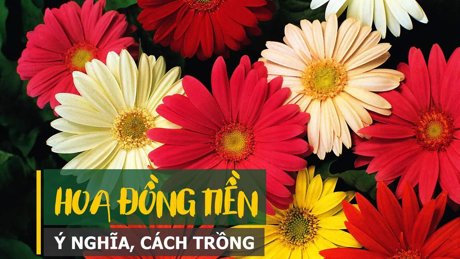 Ý nghĩa, cách trồng Hoa đồng tiền tỏa sắc hương rực rỡ như ánh Mặt Trời