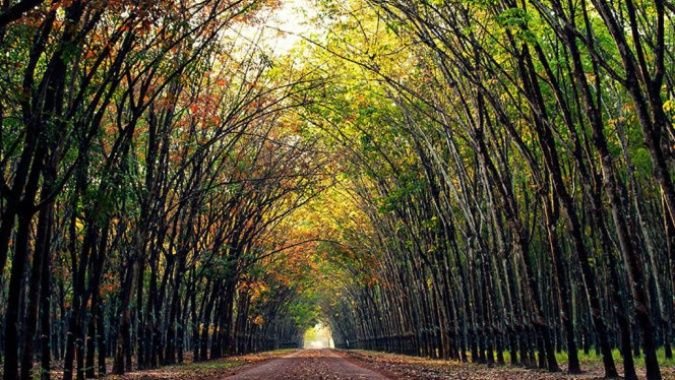 Giá cao su hôm nay 23/9/2020: Giá tại Nhật Bản giảm mạnh 