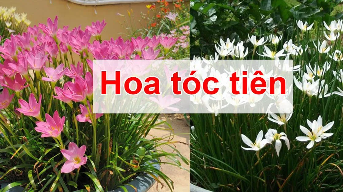 Tìm hiểu về cây hoa tóc tiên và tác dụng của chúng