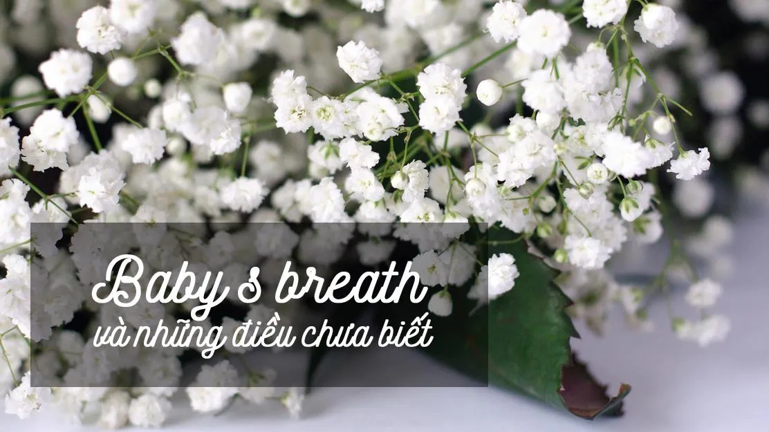 Có một loài hoa mang tên Baby’s breath – hơi thở trẻ thơ