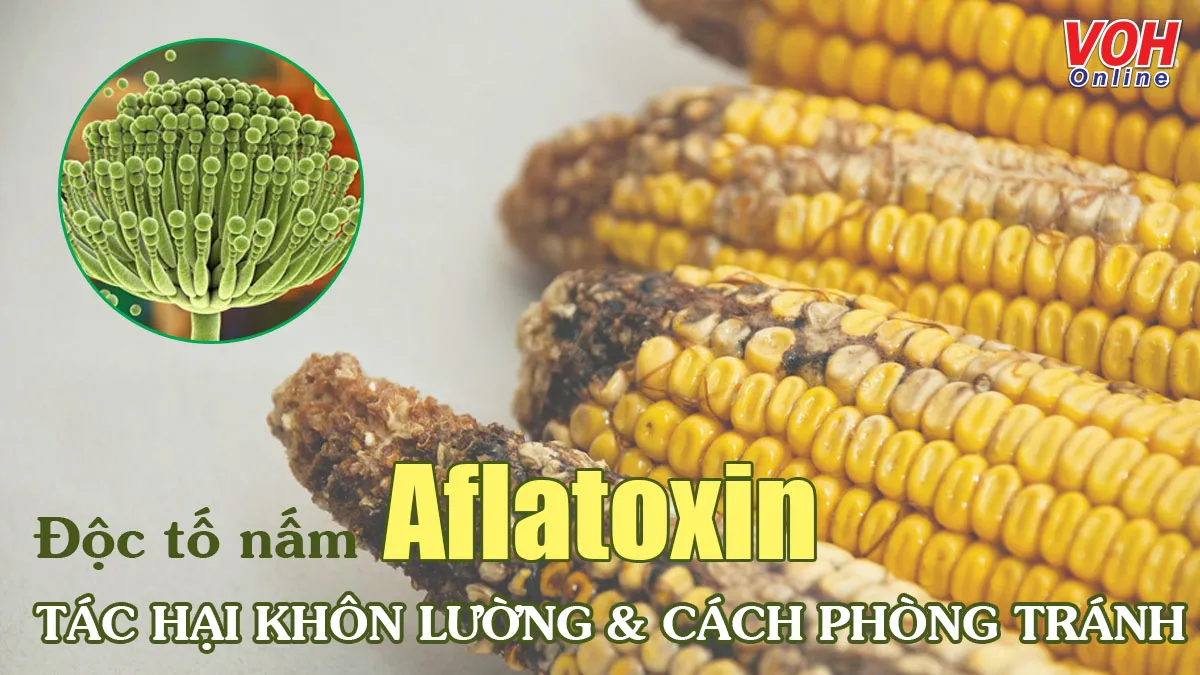 Aflatoxin là gì? Những tác hại khôn lường và cách phòng tránh