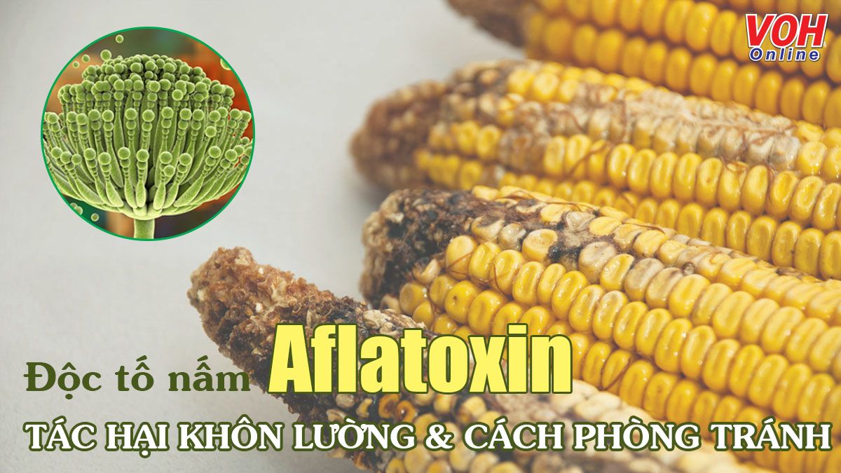 Aflatoxin là gì? Những tác hại khôn lường và cách phòng tránh
