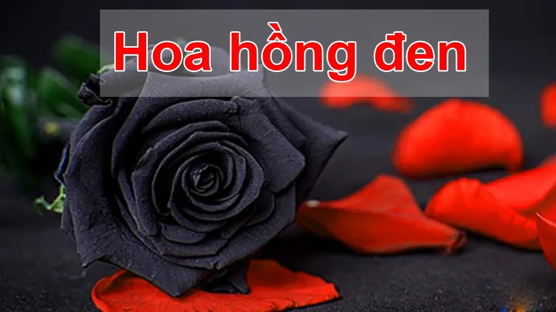 Ý nghĩa Hoa hồng đen - Hoa hồng đen giữ được độ tươi bao lâu?