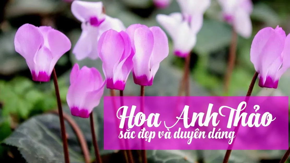 Hoa anh thảo – loài hoa mang sắc đẹp và duyên dáng của tuổi trẻ