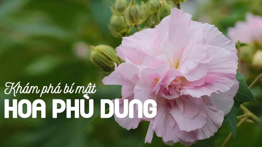 Có một loài hoa sớm nở tối tàn – hoa Phù Dung