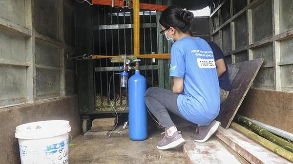 Thả gấu nuôi nhốt hơn 15 năm về môi trường sống tự nhiên