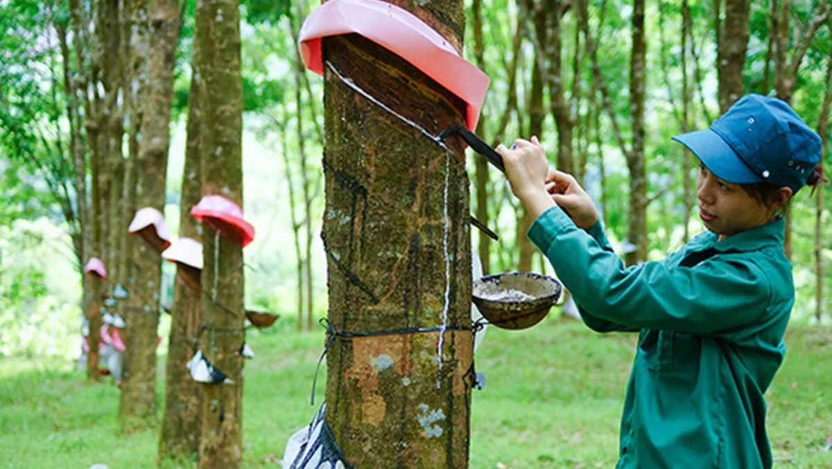 Giá cao su hôm nay 22/10/2020: Quay đầu giảm mạnh