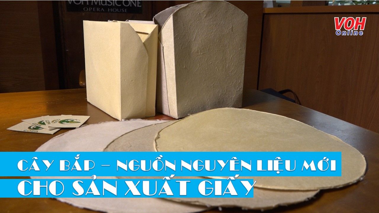 Cây bắp – nguồn nguyên liệu mới cho sản xuất giấy