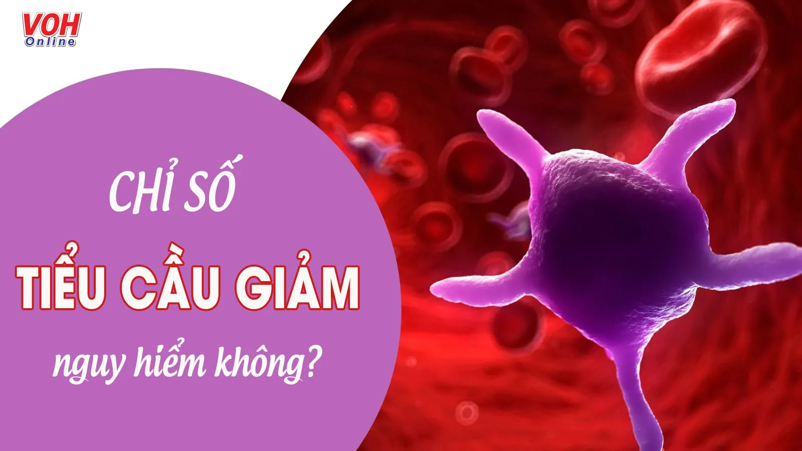 Người có chỉ số tiểu cầu thấp nên ăn gì để tăng tiểu cầu?