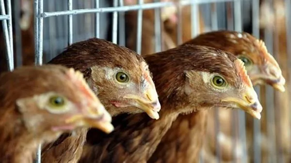 Hà Lan bùng phát dịch cúm gia cầm có nguy cơ lây nhiễm cao, hơn 35.000 con gia cầm bị tiêu hủy