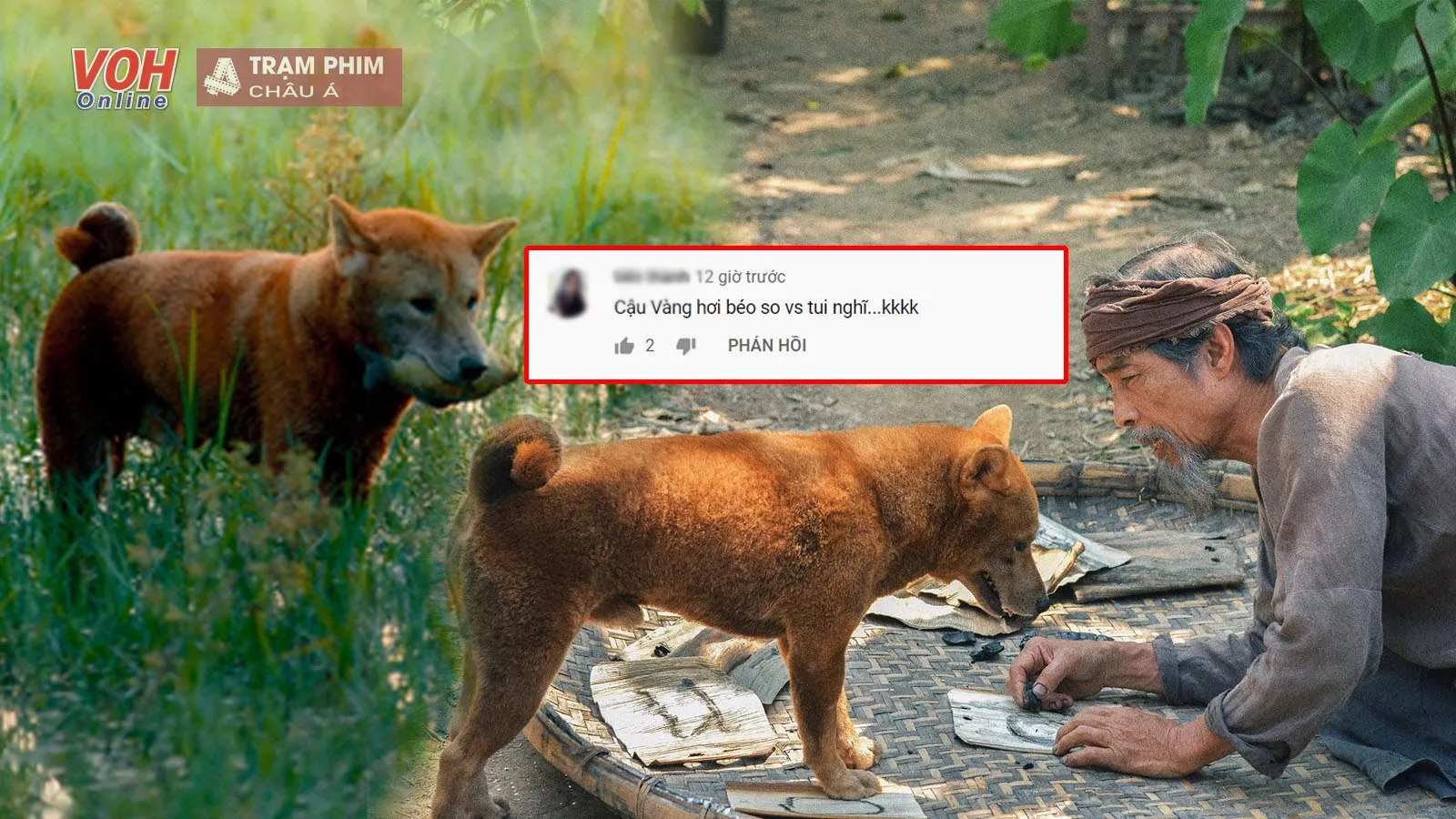 Teaser Trailer phim Cậu Vàng gây tranh cãi kịch liệt vì để chó Nhật đảm nhiệm vai chính 