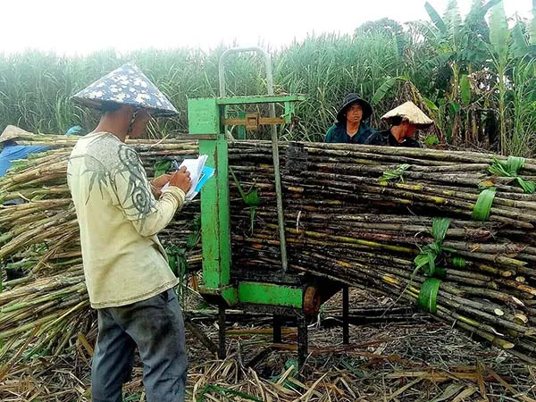 Ngành mía đường cần chủ động trong hội nhập (kỳ 1)