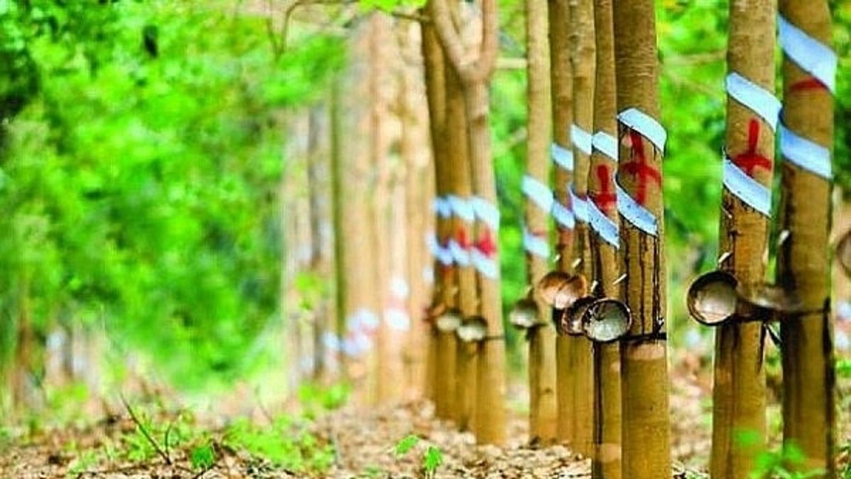 Giá cao su hôm nay 2/12/2020: Quay đầu tăng mạnh 