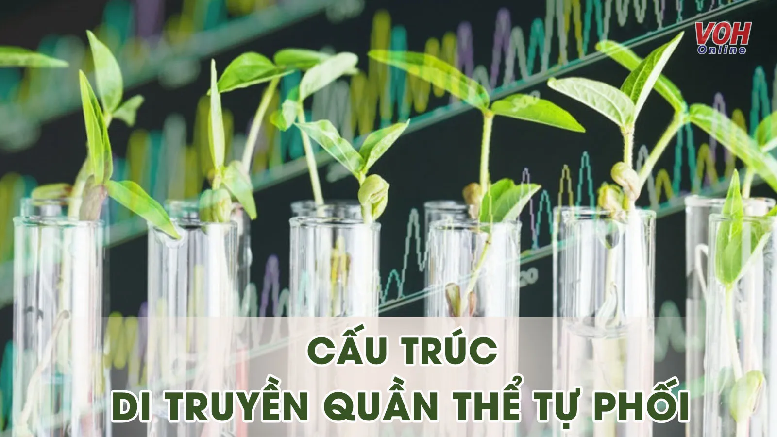 Lý thuyết và công thức giải bài tập di truyền quần thể tự phối