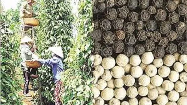 Giá tiêu hôm nay 10/12/2020: Bật tăng 1.000 đồng/kg tại Gia Lai