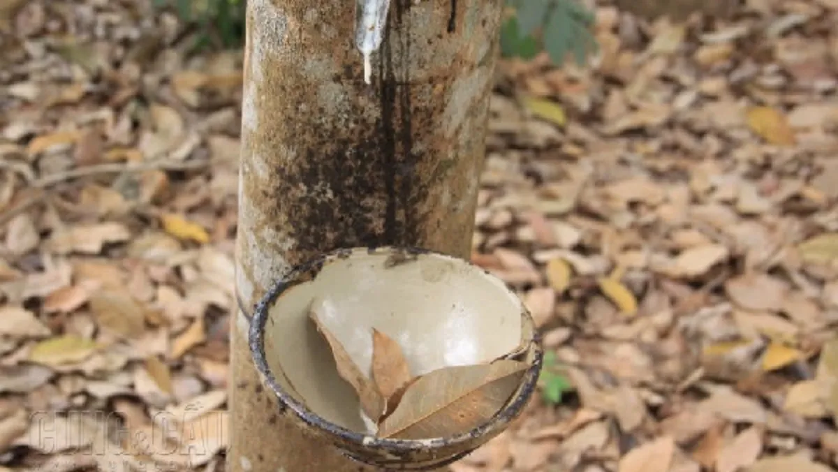 Giá cao su hôm nay 12/12/2020: Áp lực nguồn cung khiến giá tăng trở lại