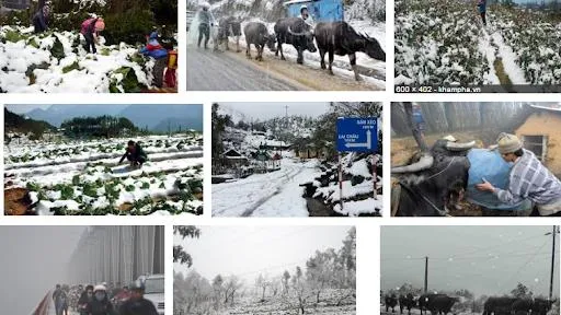 Chủ động ứng phó rét đậm, rét hại 