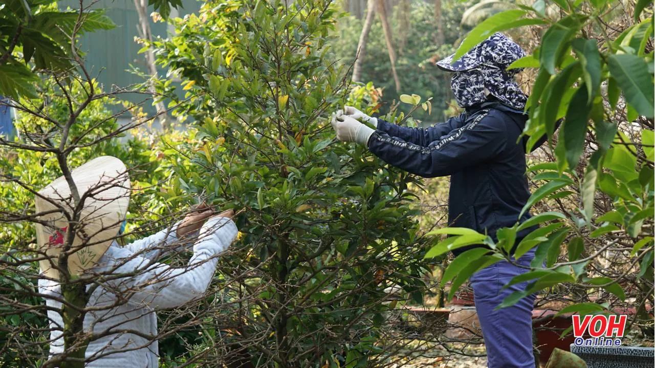 Hãng hàng không nào vận chuyển mai đào Tết?