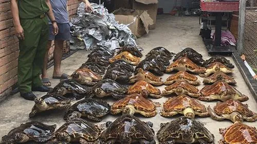 Bắt quả tang vụ buôn bán rùa biển lớn nhất năm 2020