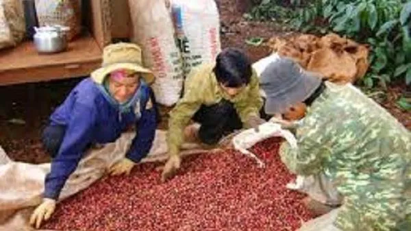 Giá cà phê hôm nay 29/12/2020: Giá cà phê Arabica suy giảm, trong nước đứng giá