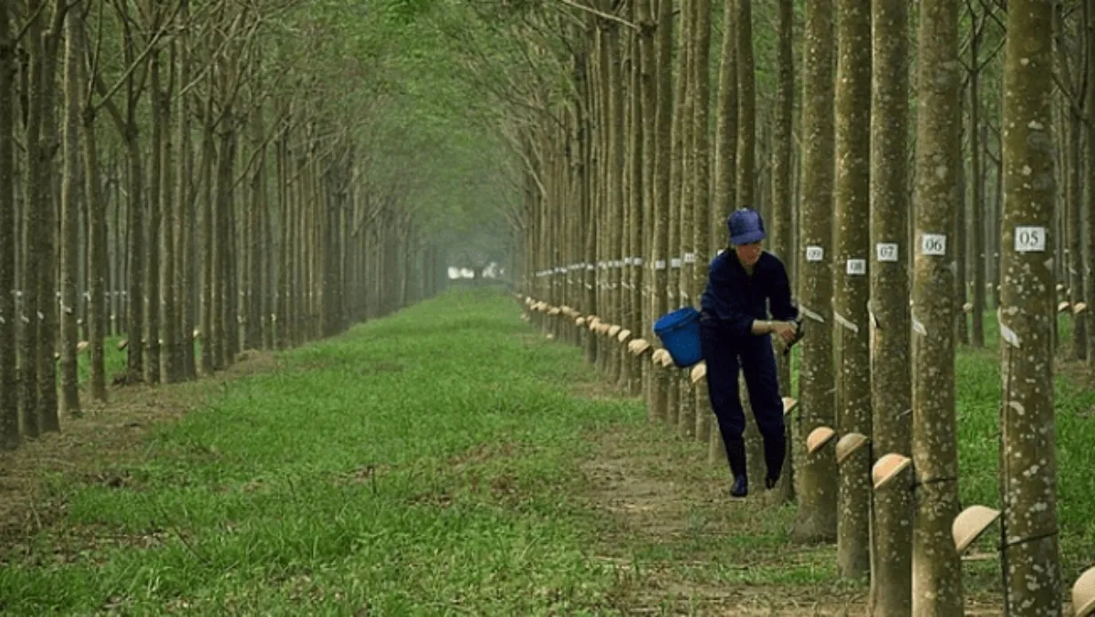 Giá cao su: Giá tại Nhật Bản tăng, sàn Thượng Hải tiếp tục sụt giảm