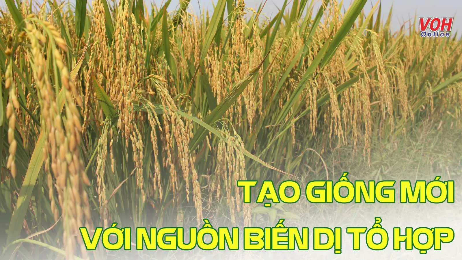 Dựa vào nguồn biến dị tổ hợp để chọn giống vật nuôi và cây trồng