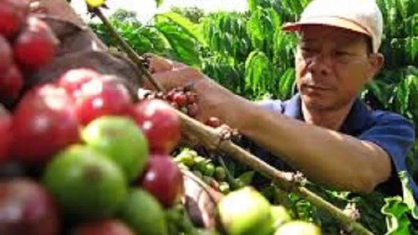 Giá cà phê hôm nay 8/1/2020: Giá cà phê Robusta sụt giảm khiến giá trong nước giảm 300 đồng/kg