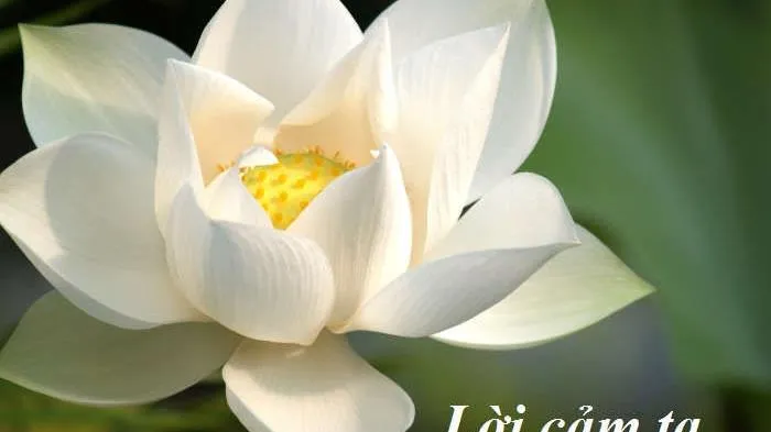 Lời cảm tạ
